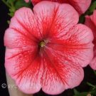Jammas5 25 SALMON PETUNIA Grandiflora Flower Seeds *Comb S/H & Free Gift