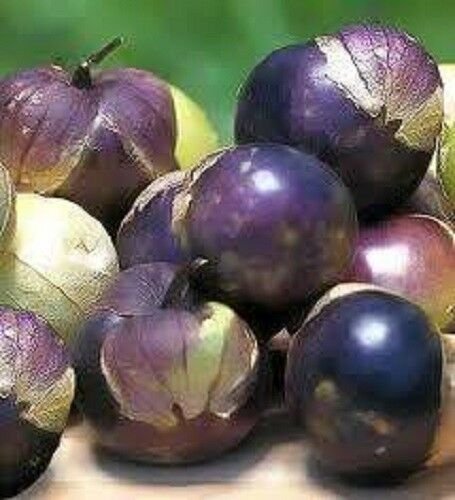 Jammas5 50 PURPLE TOMATILLO Physalis Ixoxcarpa Vegetable Seeds + Free Gift & Comb S/H