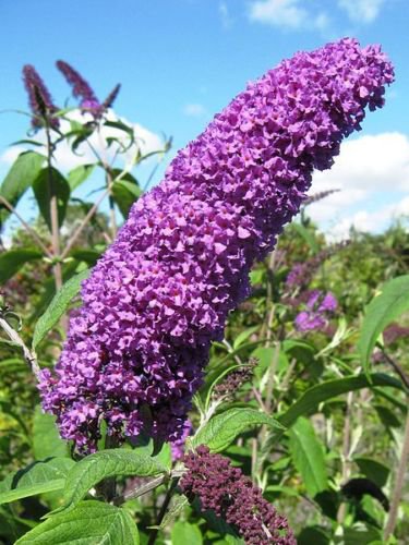 Jammas5 50 VIOLET PURPLE BUTTERFLY BUSH Buddleia Davidii Flower Seeds + Gift & Comb S/H