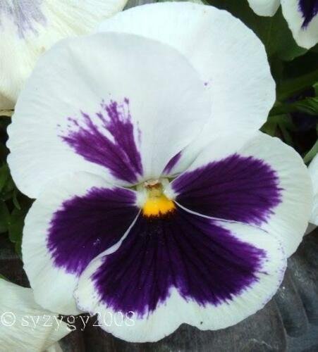 Jammas5 50 WHITE & PURPLE PANSY VIOLA Violet Flower Seeds + Gift & Comb S/H