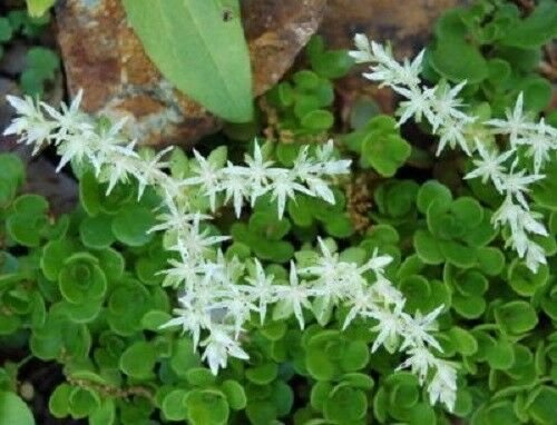 Jammas5 50 WHITE 'SILVER KING' SEDUM Glaucophyllum Flower Seeds + Gift & Comb S/H