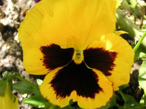 Jammas5 50 YELLOW & BROWN PANSY VIOLA Violet Flower Seeds + Gift & Comb S/H