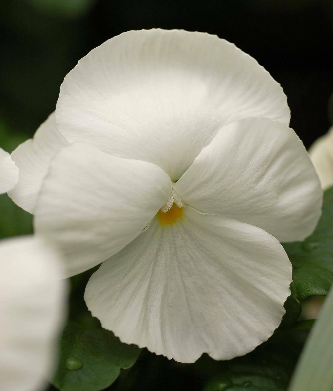 Jammas5 50 WHITE PANSY Clear Crystals Violet Viola Wittrockiana Flower Seeds *Comb S/H