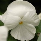 Jammas5 50 WHITE PANSY Clear Crystals Violet Viola Wittrockiana Flower Seeds *Comb S/H