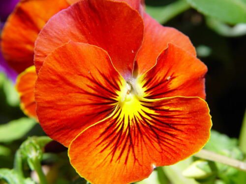 Jammas5 50 RED & YELLOW PANSY VIOLA Violet Flower Seeds + Gift & Comb S/H