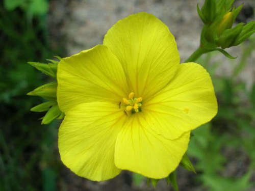 Jammas5 500 GOLDEN FLAX Yellow Linseed Common Linum Flavum Flower Seeds *Comb S/H +Gift