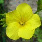 Jammas5 500 GOLDEN FLAX Yellow Linseed Common Linum Flavum Flower Seeds *Comb S/H +Gift