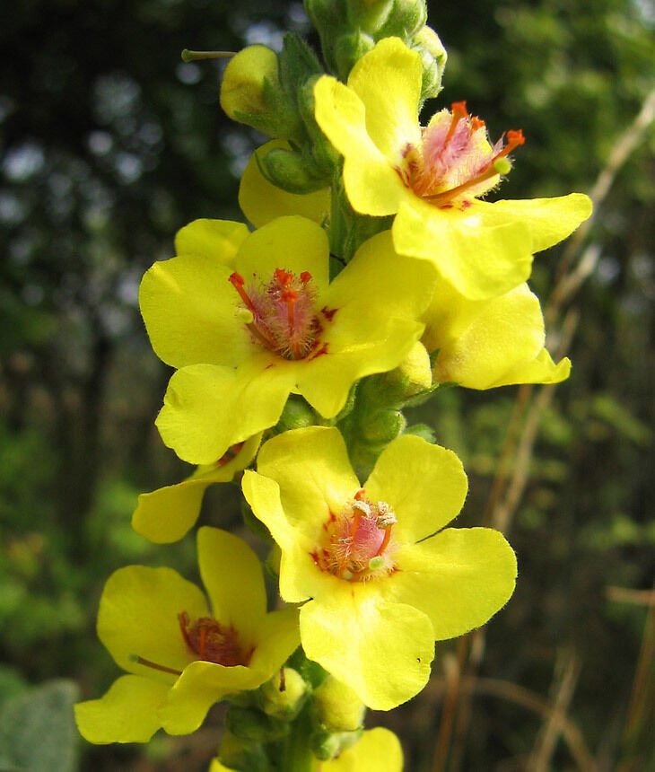 Jammas5 150 YELLOW VERBASCUM Thapsus Common Mullein Flower Herb Seeds *Comb S/H + Gift