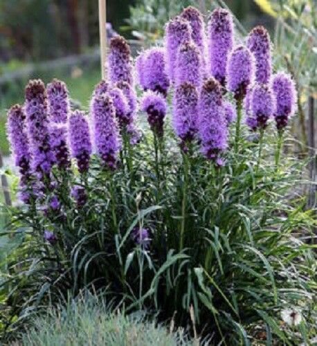Jammas5 500 PURPLE BLAZING STAR GAYFEATHER LIATRIS Spicata Flower Seeds +Gift & Comb S/H