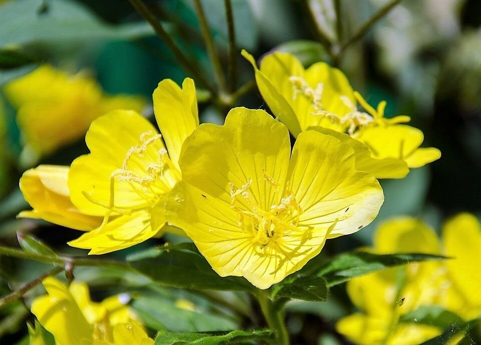 Jammas5 1000 YELLOW EVENING PRIMROSE Oenothera lamarckiana Flower Seeds +Gift & Comb S/H