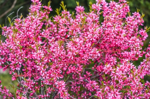 Jammas5 5 DWARF RUSSIAN ALMOND Prunus Tenella Rose Red Pink Fragrant Flower Shrub Seeds