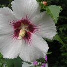 Jammas5 50 WHITE & HOT PINK ROSE OF SHARON HIBISCUS Syriacus Flower Tree Bush Seeds