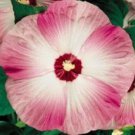 Jammas5 10 LUNA PINK SWIRL HARDY HIBISCUS Flower Seeds Pink & White *Comb S/H + Gift