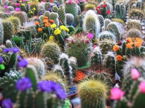 Jammas5 50 CACTUS MIX 'FINEST MIXED' Succulent Flower Seeds + Gift & Comb S/H