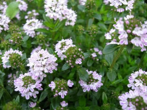 Jammas5 150 Creeping WINTER SAVORY Satureja Montana Herb Flower Seeds + Gift & Comb S/H