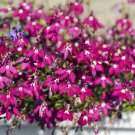 Jammas5 200 Red CRIMSON FOUNTAIN LOBELIA Erinus Flower Seeds + Gift & Comb S/H