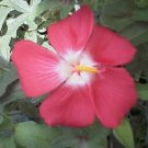 Jammas5 40 AMBRETTE / MUSK MALLOW Hibiscus Abelmoschus Moschatus Flower Seeds *Comb S/H
