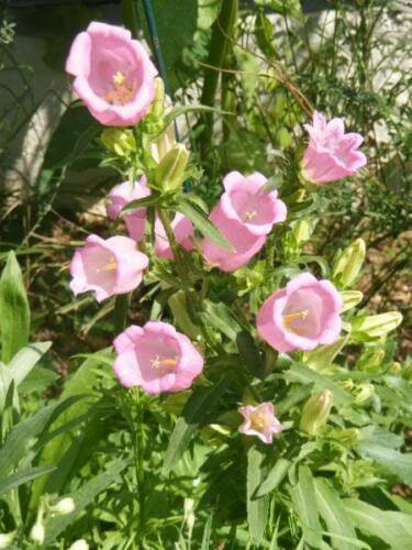 Jammas5 200 ROSE PINK CANTERBURY BELLS - CAMPANULA Medium Flower Seeds *Comb S/H