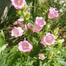 Jammas5 200 ROSE PINK CANTERBURY BELLS - CAMPANULA Medium Flower Seeds *Comb S/H