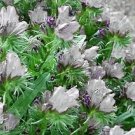 Jammas5  25 WHITE VIPER'S BUGLOSS Echium Plantagineum White Bedder Flower Seeds *Comb S/H