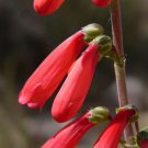 Jammas5 150 Eatons RED FIRECRACKER PENSTEMON Eatonii Flower Seeds + Gift & Comb S/H