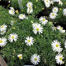 Jammas5 200 WHITE SWAN RIVER DAISY Brachyscome Iberidifolia Flower Seeds *Comb S/H