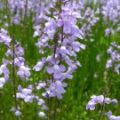 Jammas5 100 BLUE TOADFLAX Linaria Canadensis Antirrhinum Canadian Flower Seeds *Comb S/H