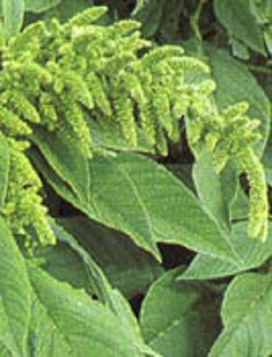 Jammas5 200 GREEN THUMB AMARANTHUS Hypochondriacus Flower Seeds Amaranth *Comb S/H +Gift