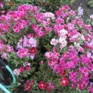 Jammas5 500 MIXED COLORS GODETIA Clarkia Amoena Flower Seeds + Gift & Comb S/H