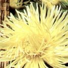 Jammas5 30 YELLOW NEEDLE ASTER Callistephus Unicom Flower Seeds *Comb S/H + Free Gift
