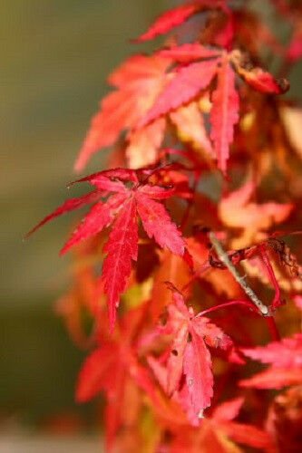 Jammas5 10 JAPANESE MAPLE TREE Acer Palmatum Red Orange Seeds *Comb S/H