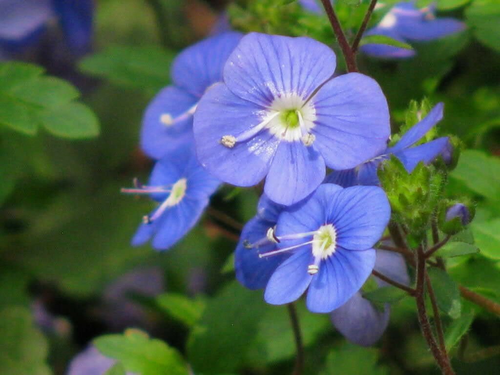 Jammas5 50 CREEPING BLUE SPEEDWELL / VERONICA Repens Flower Seeds *Comb S/H & Free Gift
