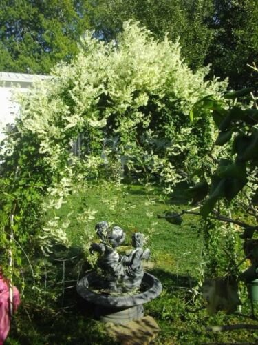 Jammas5 20 SILVER LACE VINE Polygonum Aubertii Silverlace White Flower Seeds *Comb S/H