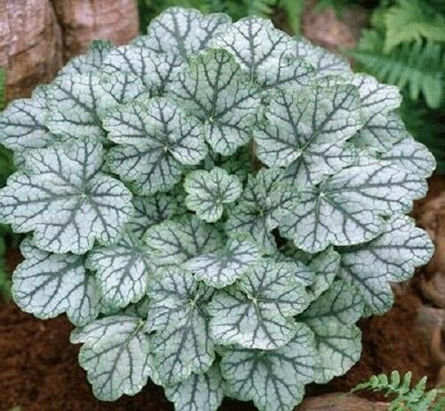 Jammas5 1200 MIXED COLORS CORAL BELLS HEUCHERA Shade Flower Seeds + Gift & Comb S/H