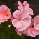 Jammas5 10 Pinto QUICKSILVER GERANIUM Pink & White Pelargonium Flower Seeds + Free Gift