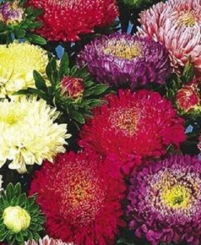 Jammas5 1000 POWDER PUFF ASTER MIX Callistephus Chinensis Flower Seeds + Gift & Comb S/H