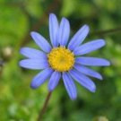 Jammas5 50 Blue RICE BUTTON ASTER Dumosus Flower Seeds + Free Gift & Comb S/H
