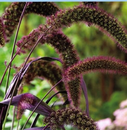 Jammas5 25 RED JEWEL MILLET Setaria Italica Ornamental Grass Flower Seeds *Comb S/H