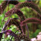 Jammas5 25 RED JEWEL MILLET Setaria Italica Ornamental Grass Flower Seeds *Comb S/H
