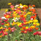 Jammas5 2500 ICELAND POPPY MIXED COLORS Papaver Nudicaule Flower Seeds + Gift & Comb S/H