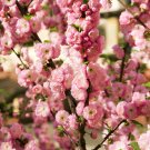 Jammas 10 FLOWERING ALMOND Prunus Triloba Plum Rose Tree Double Pink Flower Shrub Seeds