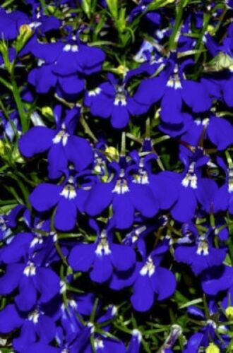 Jammas5 200 BLUE & WHITE HALF MOON LOBELIA Erinus Flower Seeds *Comb S/H