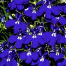 Jammas5 200 BLUE & WHITE HALF MOON LOBELIA Erinus Flower Seeds *Comb S/H