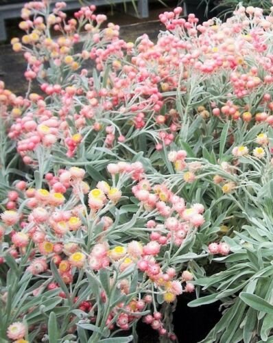 Jammas5 100 APRICOT & PEACH STRAWFLOWER Mix Coral Paper Daisy Xerochrysum Flower Seeds