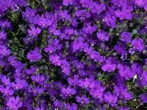 Jammas5 200 CRYSTAL PALACE Purple BLUE LOBELIA REGATTA Erinus Flower Seeds *Comb S/H