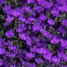 Jammas5 200 CRYSTAL PALACE Purple BLUE LOBELIA REGATTA Erinus Flower Seeds *Comb S/H