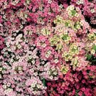 Jammas5 500 Sweet ALYSSUM PASTEL CARPET MIX Lobularia Maritima Flower Seeds *Comb S/H