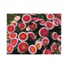 Jammas5 50 HI NO MARU ASTER Red & White Callistephus Flower Seeds *Comb S/H & Free Gift