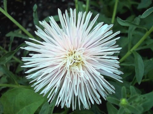 Jammas5 30 WHITE NEEDLE ASTER Callistephus Unicom Flower Seeds *Comb S/H + Free Gift