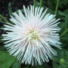 Jammas5 30 WHITE NEEDLE ASTER Callistephus Unicom Flower Seeds *Comb S/H + Free Gift